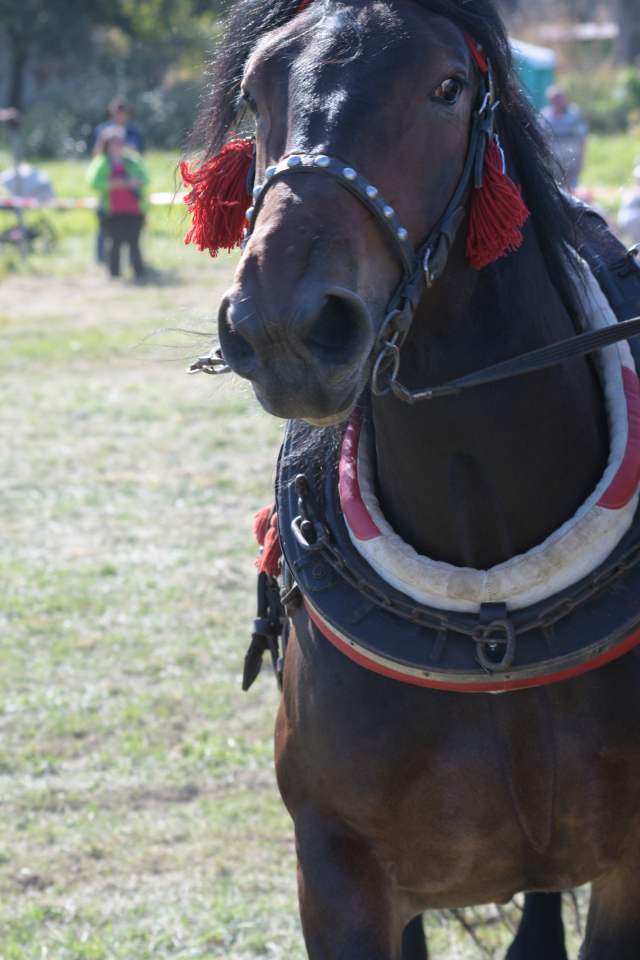 DSC_9301